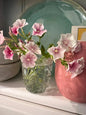 Phlox Blushing Bride