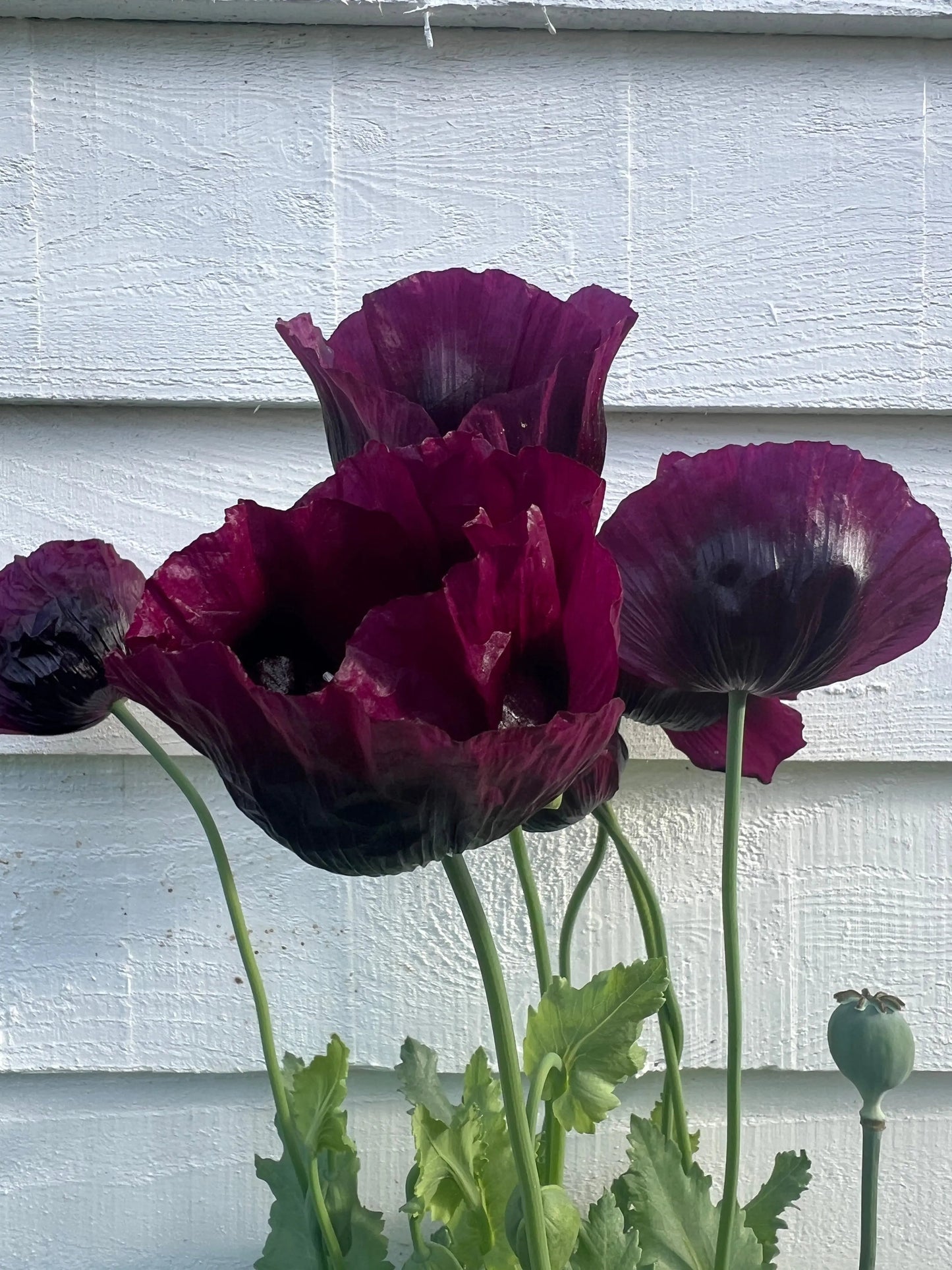Poppy Laurens Grape