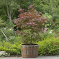 Half Whisky Barrel Planter with Drainage Holes – Reclaimed Oak Garden Planter