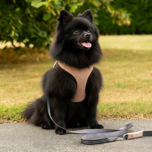 Mayfair Pom Dog Harness - Salmon