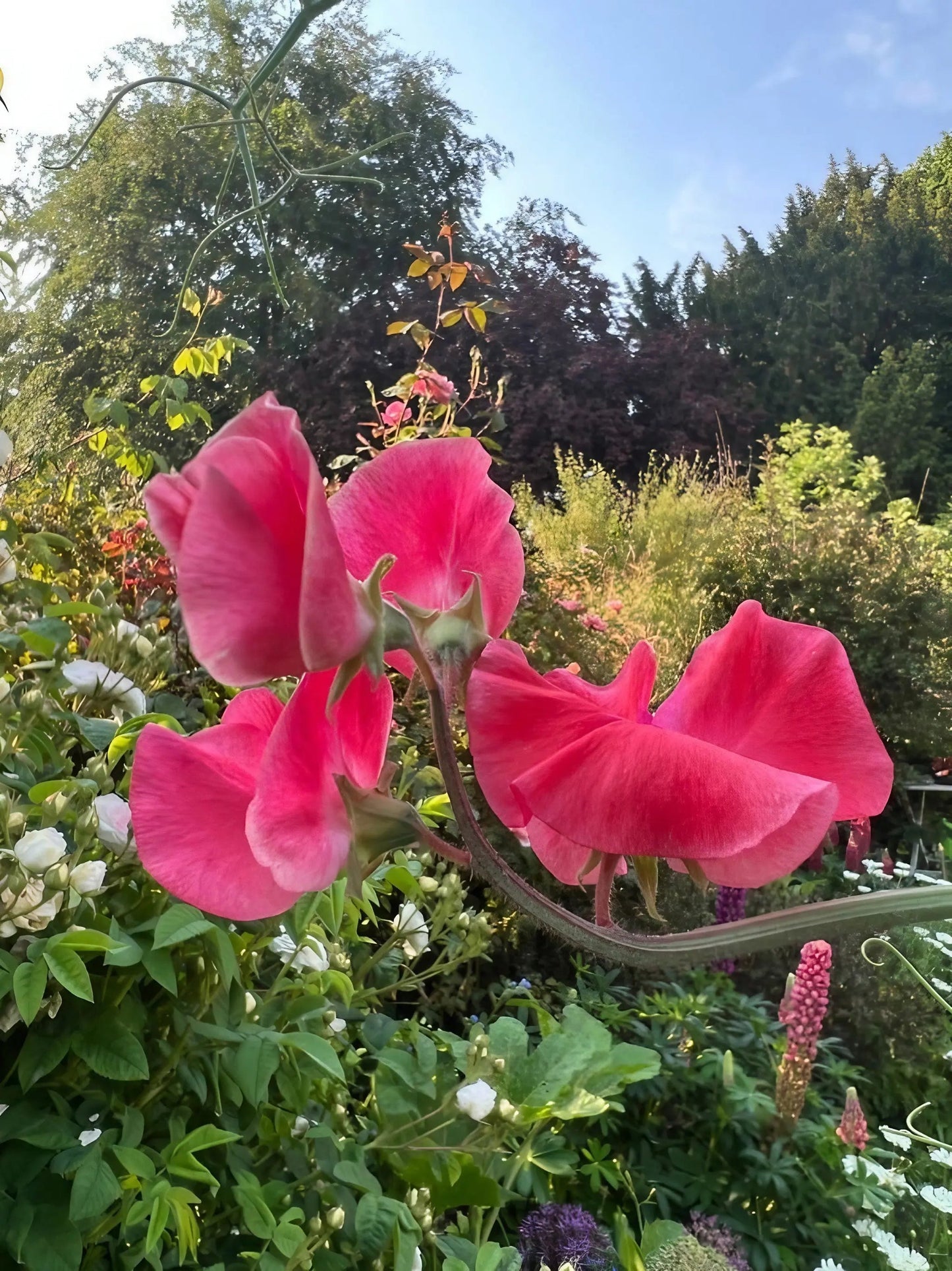Sweet Pea Mammoth Rose Pink